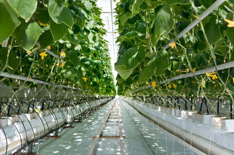 Top Strategies for Maximizing Crop Yields in Commercial Greenhouses Top Strategies for Maximizing Crop Yields in Commercial Greenhouses